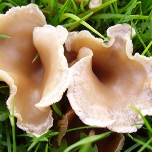 10 видов ядовитых грибов, которым нечего делать на вашей кухне