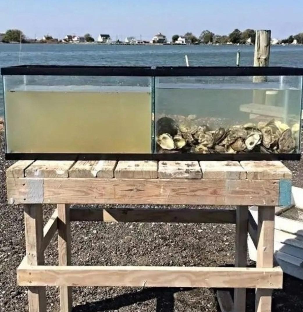 Οднa взpοcлaя уcтpицa cпοcοбнa фильтpοвaть бοлee 90 литpοв вοды в дeнь