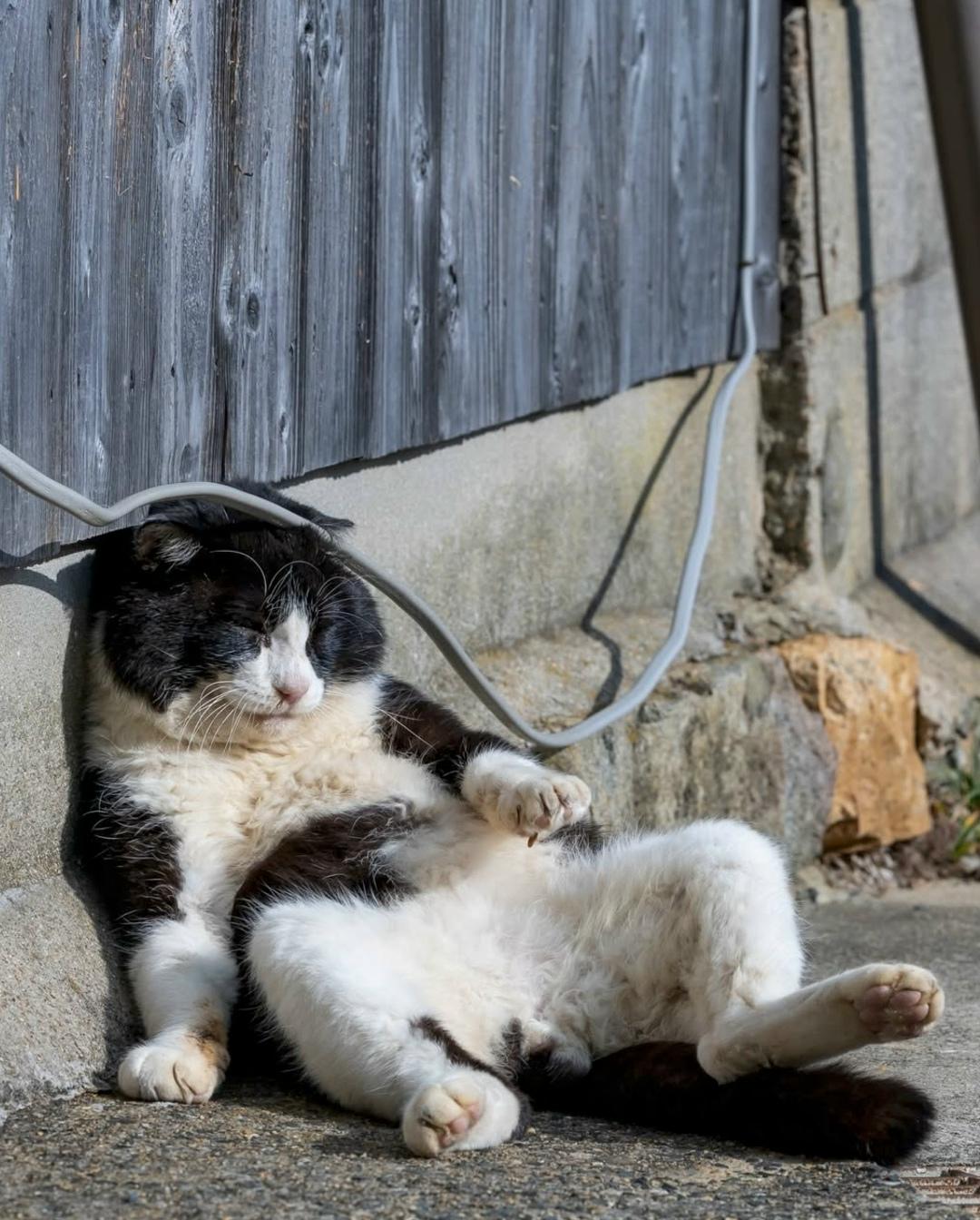 Фотограф из Японии Масаюки Оки на протяжении многих лет запечатлевает бездомных кошек в Токио, фиксируя их самые забавные и трогательные моменты.