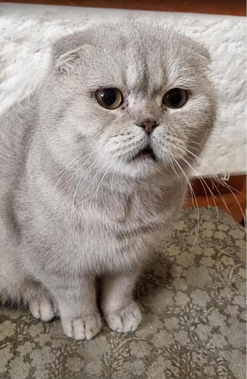 Заводчики держали Маркиза в подъезде. Кота пускали в квартиру только для размножения, а потом выбрасывали. Помогите вылечить!