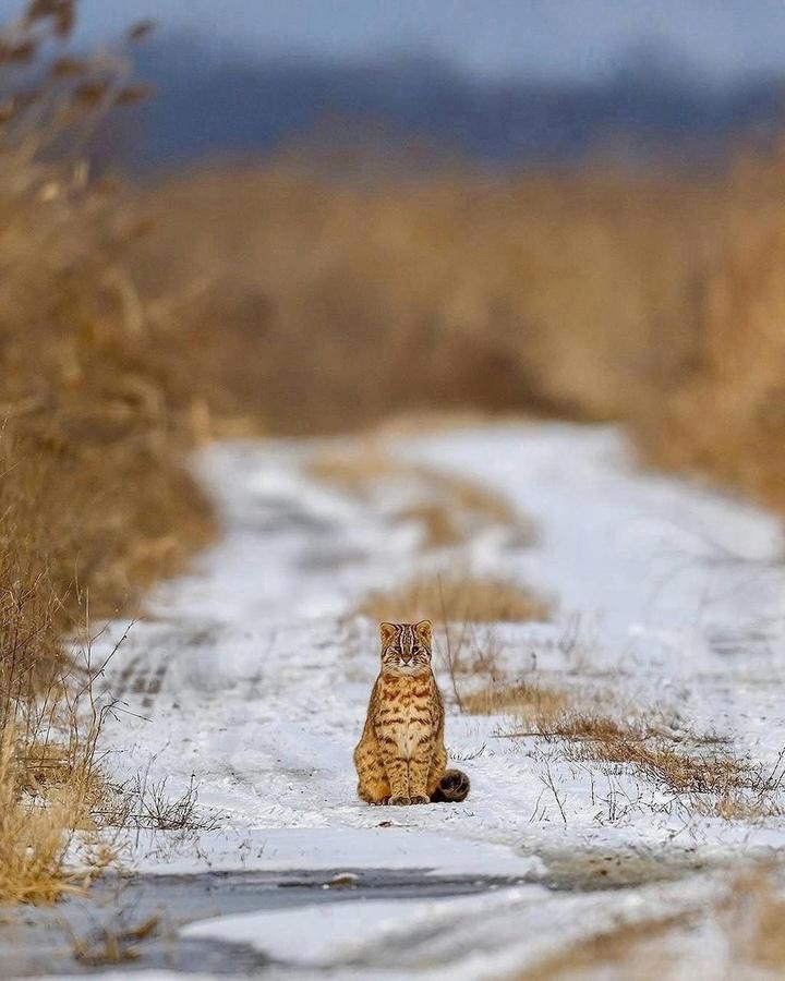 В Приморском крае фотограф увидел редкого лесного кота.