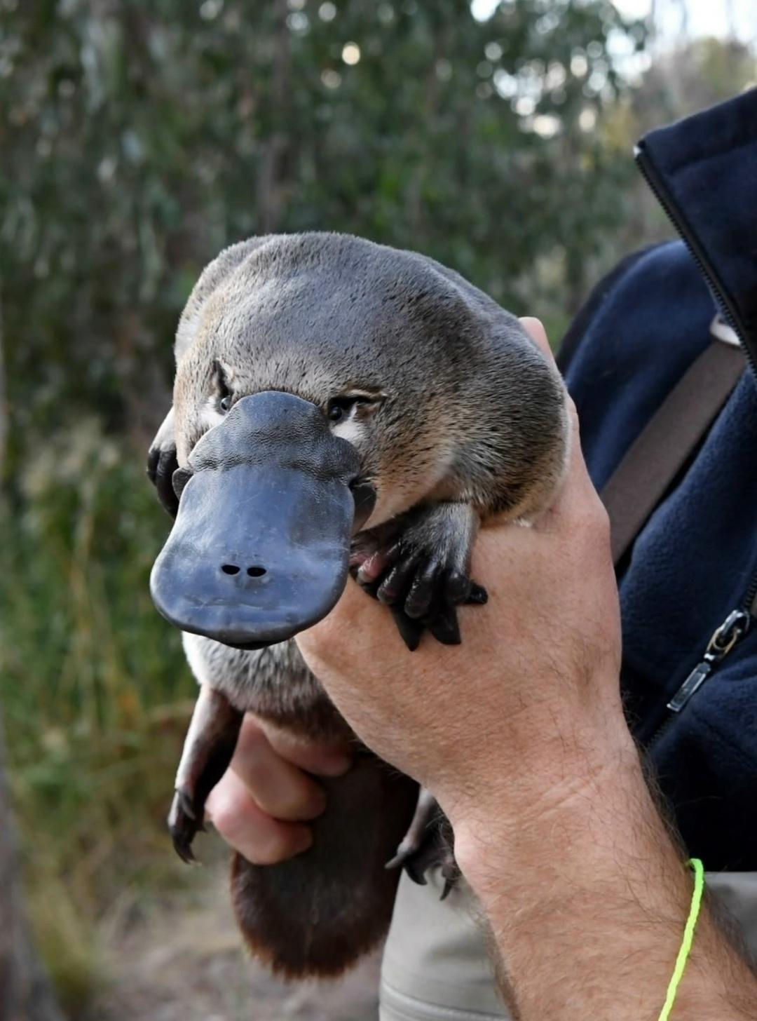 Иногда смотришь на утконоса и кажется, будто его придумал кто-то с очень богатой фантазией.