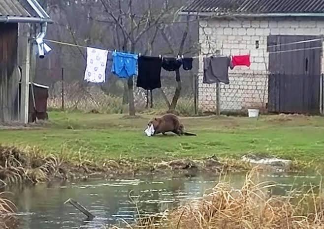 Бобр украл у поляка трусы.