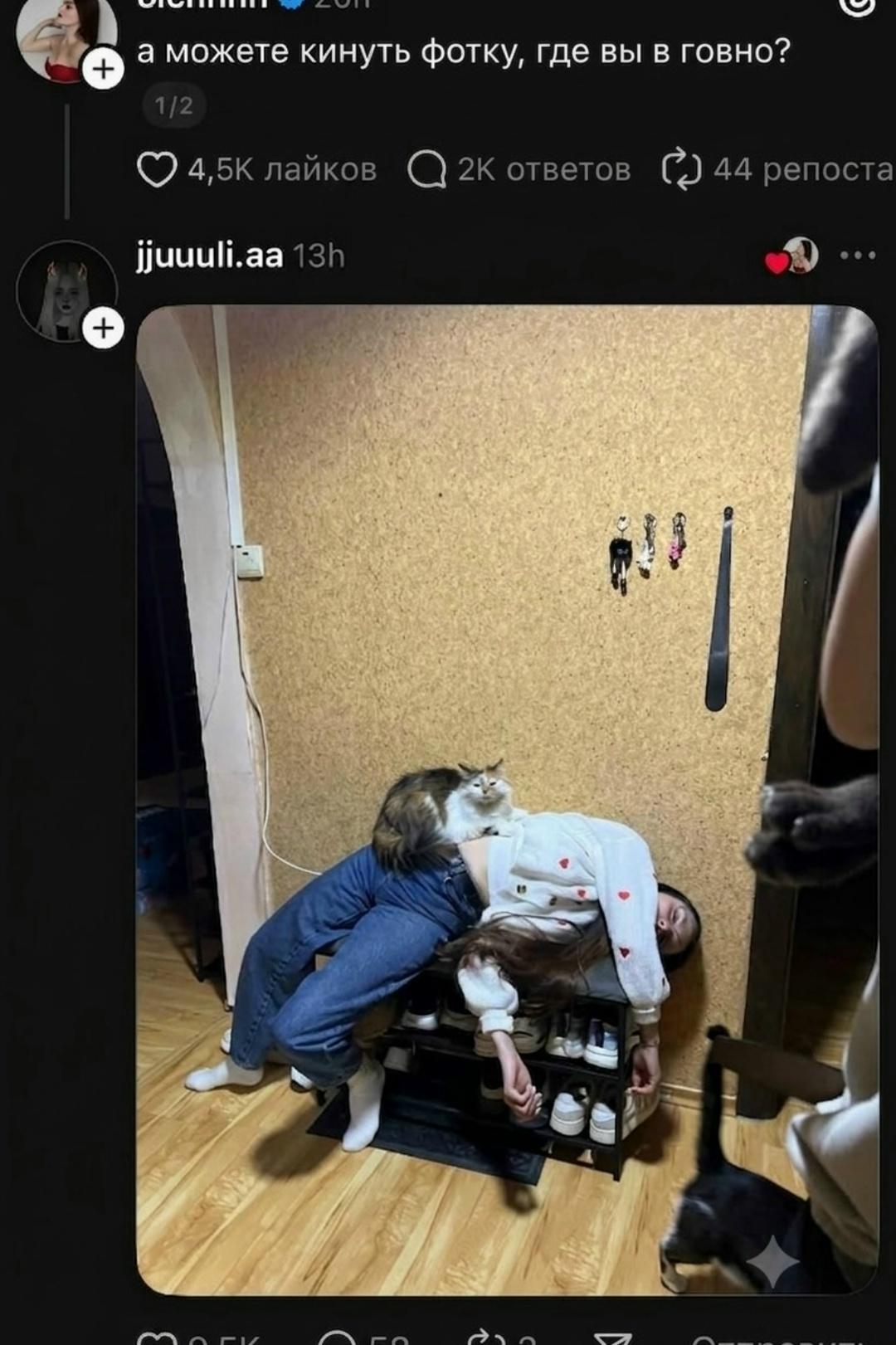 Коты ложатся на больное место