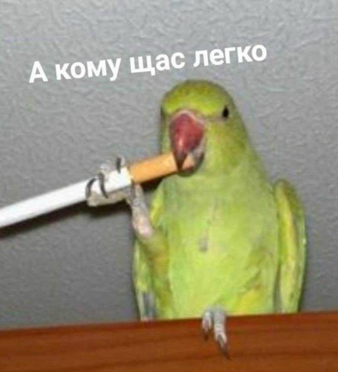 Петербуржец съел корм для попугая с коноплёй и лишился водительских прав.