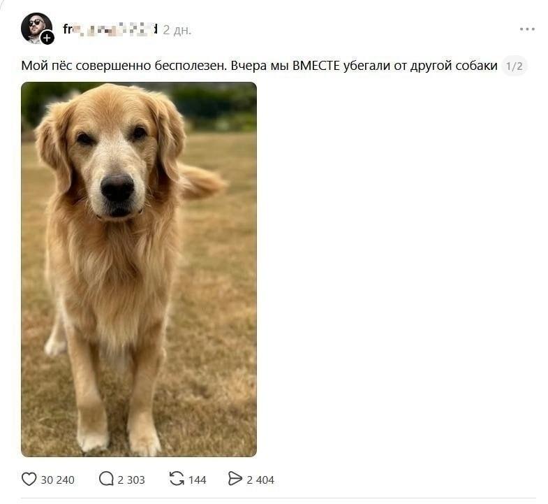 Настоящие потомки волков