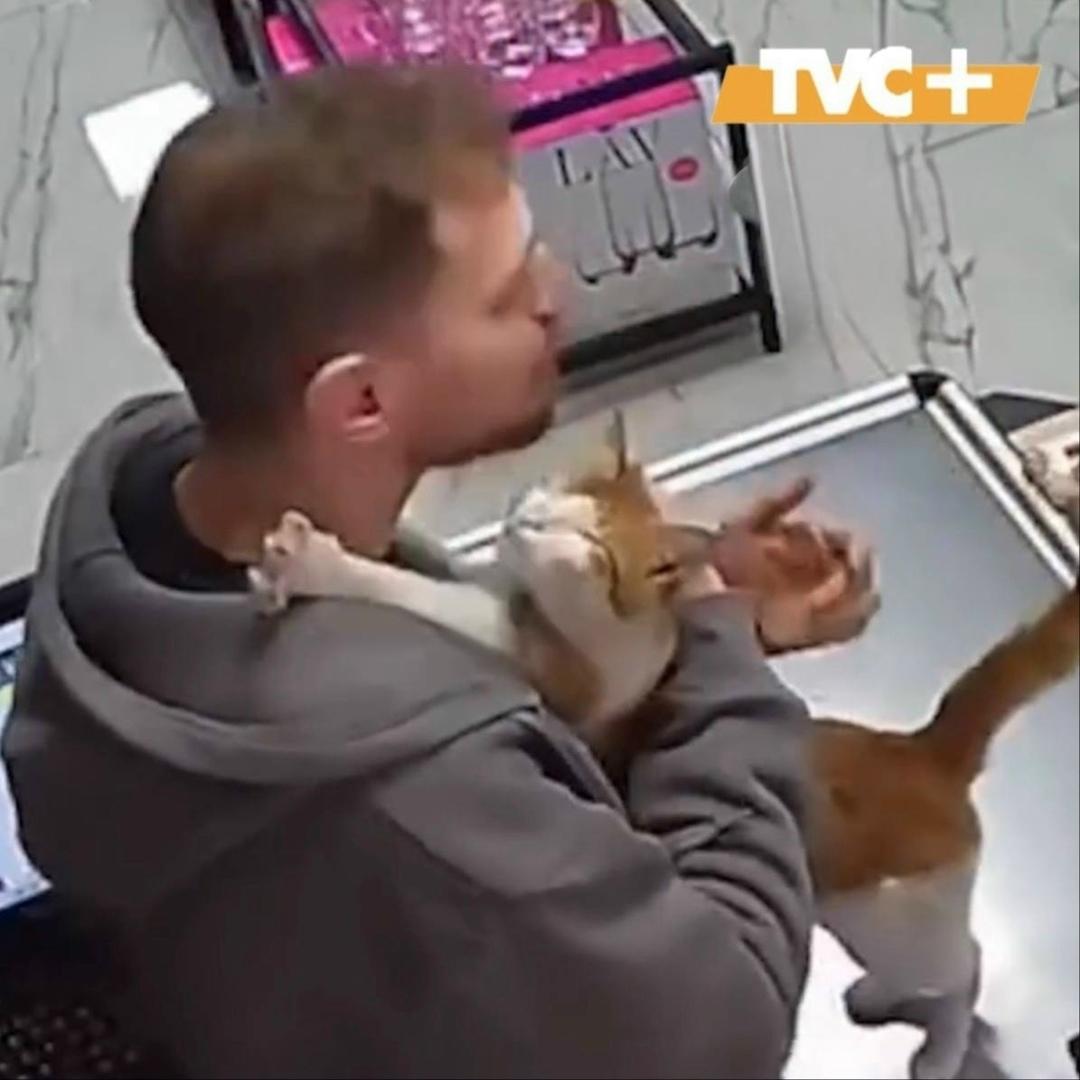 Самый трогательный котик
