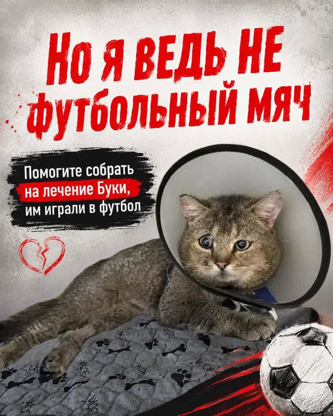 Кот стал футбольным мячом. Живодеры-подростки играли Букой в футбол. Пожалуйста, помогите спасти его жизнь!