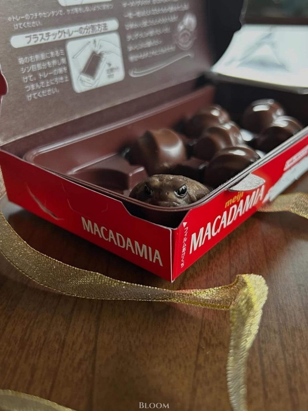 Знаменитая шоколадная лягушка из мира Гарри Поттера. ⚡️🐸