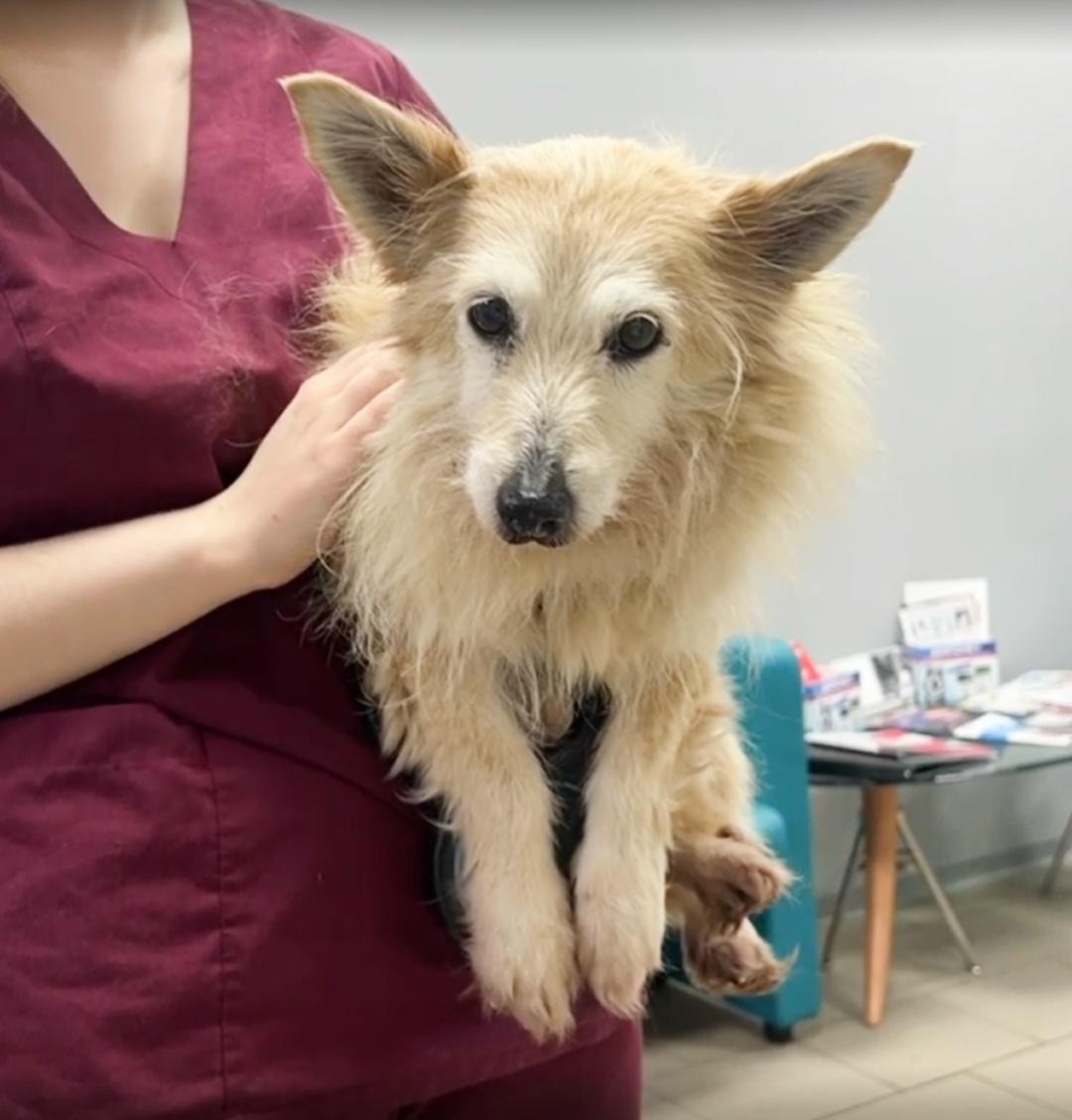 Её выбросили вместе с мусором...