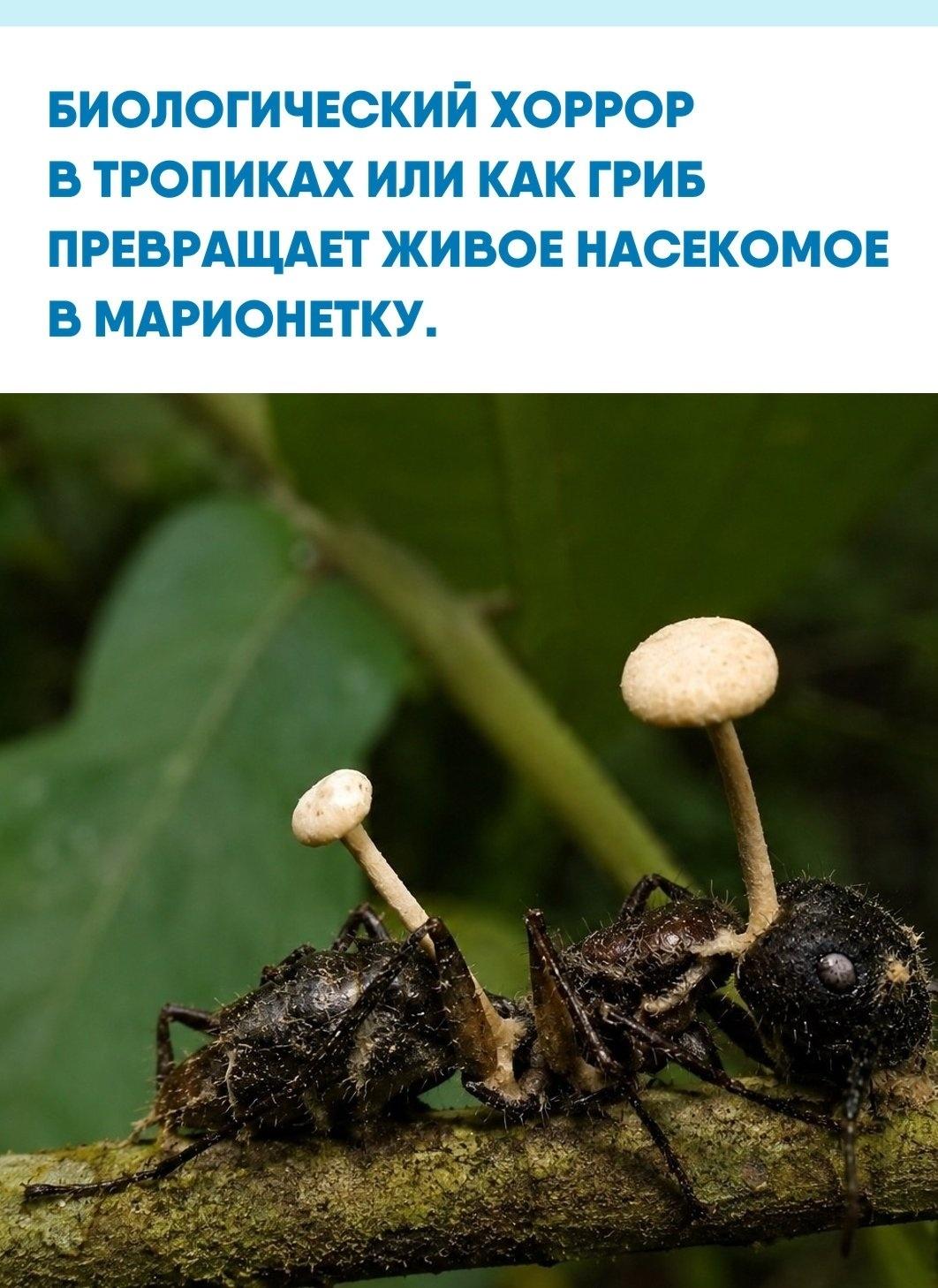Кордицепс однобокий прорастает сквозь тело муравья и перехватывает управление мышцами, превращая дисциплинированное насекомое в покорный живой транспорт