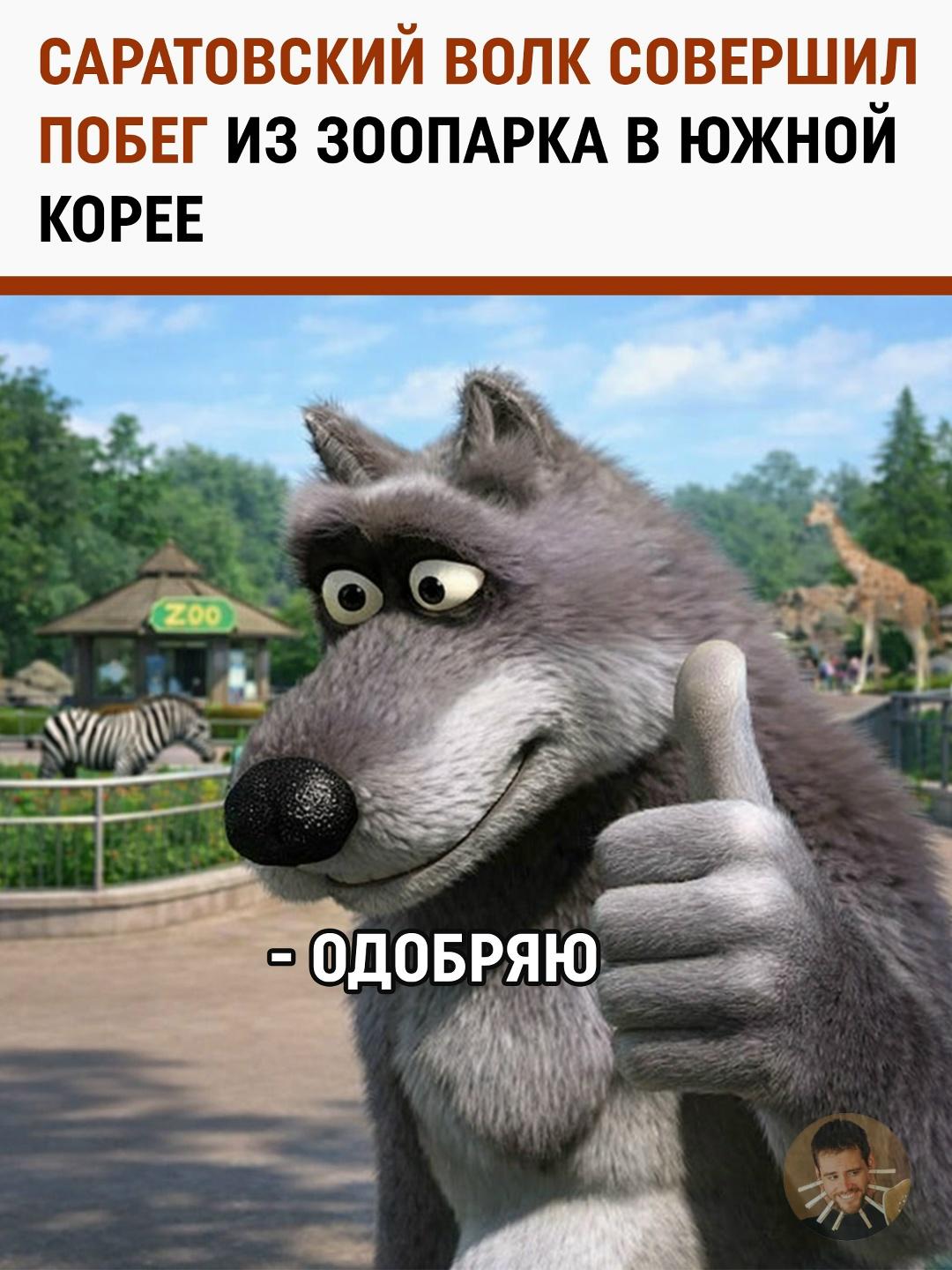 Саратовский след: в Южной Корее спецназ и дроны ищут сбежавшего «русского волка»