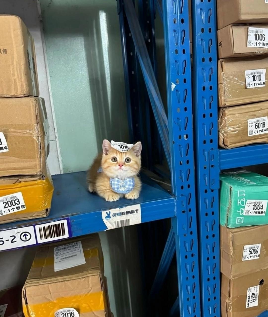 По скидочке приобрели такое чудо