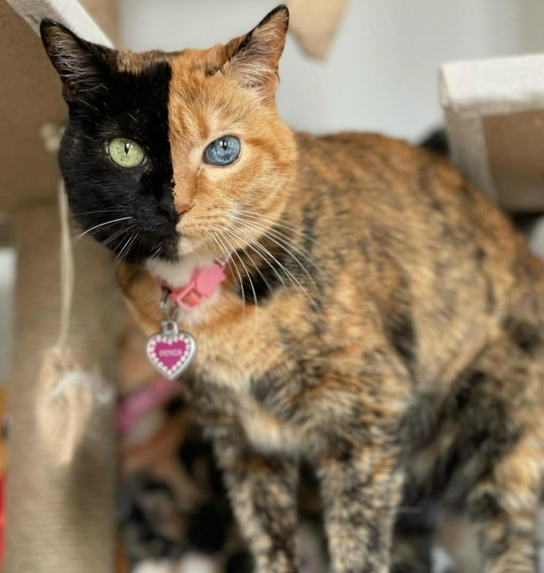 Это очень популярная малышка Венус.