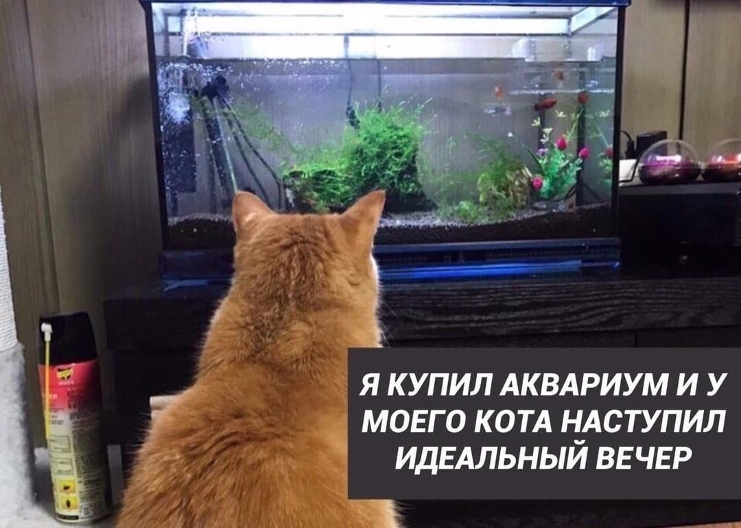 Все лучшее котикам