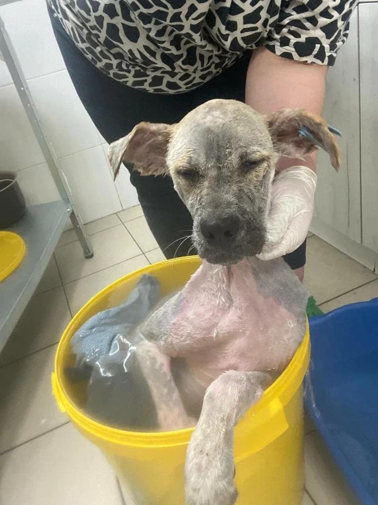 Веснушка расчёсывает себя до крови! Паразиты под кожей вызывают сильнейшее воспаление и зуд.