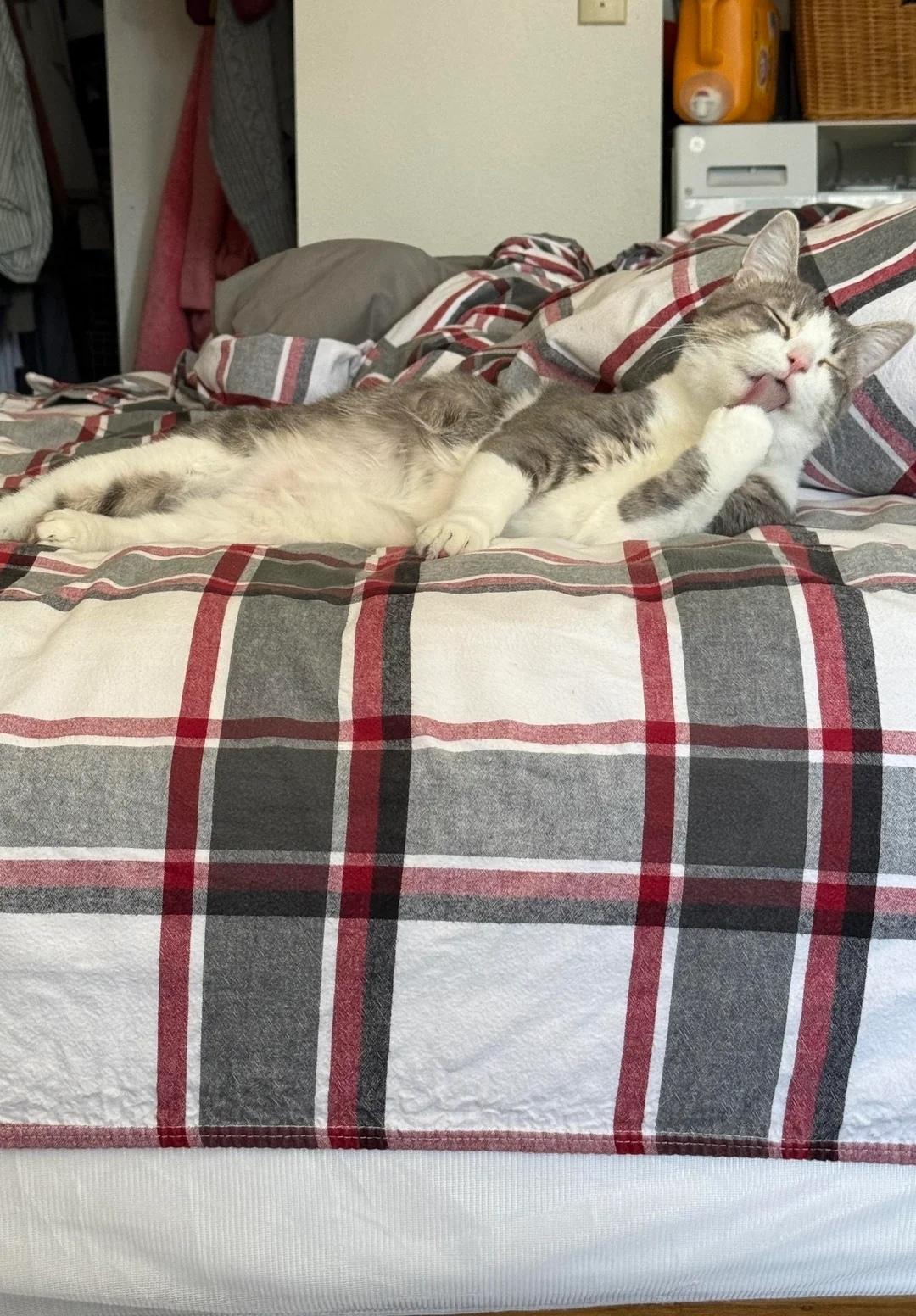 Вчера мой супруг и я впервые завели кота, и мы уже безумно им радуемся