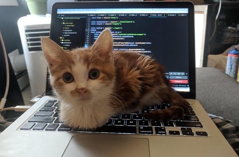 КОШКИ ЛОЖАТСЯ НА НОУТБУКИ НЕ ИЗ-ЗА ТЕПЛА, А РАДИ ДОМИНИРОВАНИЯ 🐱💻