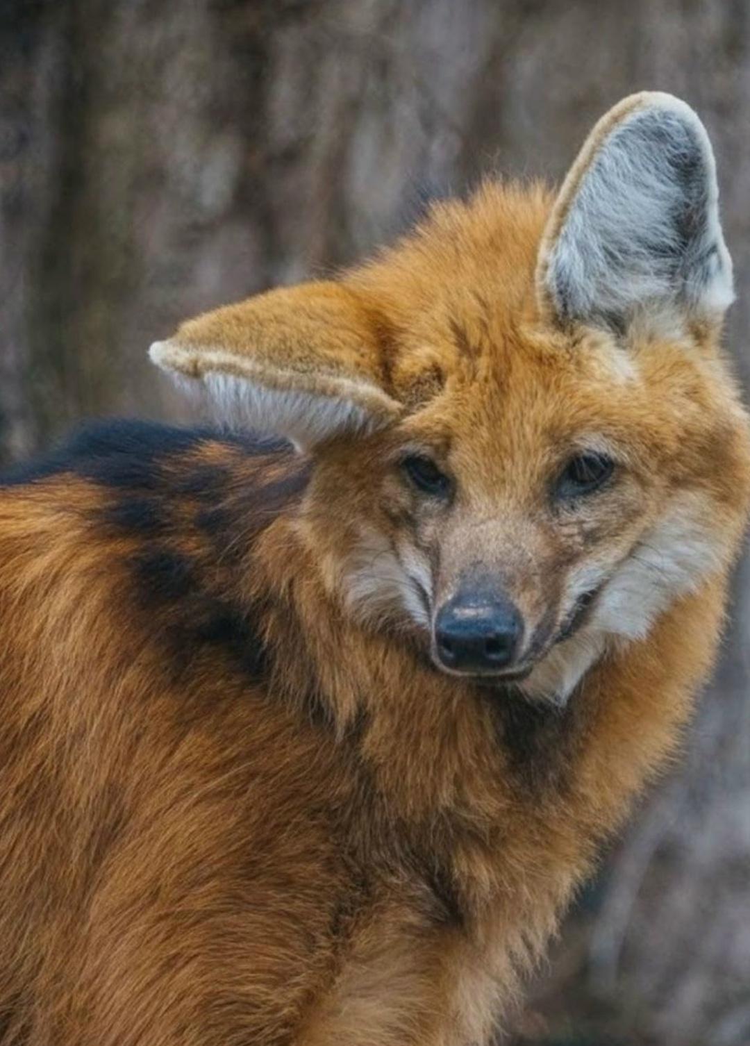 Эти фотографии сделаны в Центре по изучению исчезающих видов волков.