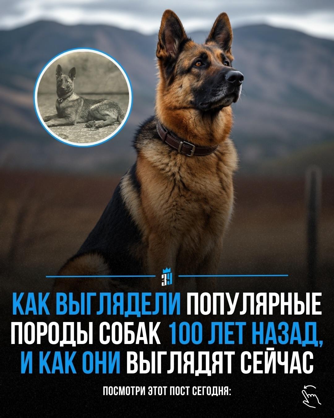 За последние 100 лет многие породы собак изменились до неузнаваемости из-за селекции и современных стандартов внешности.