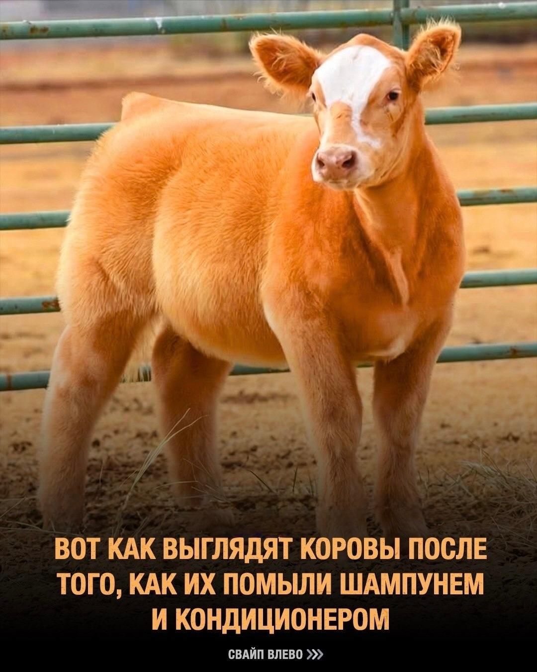 Перед выставками крупный