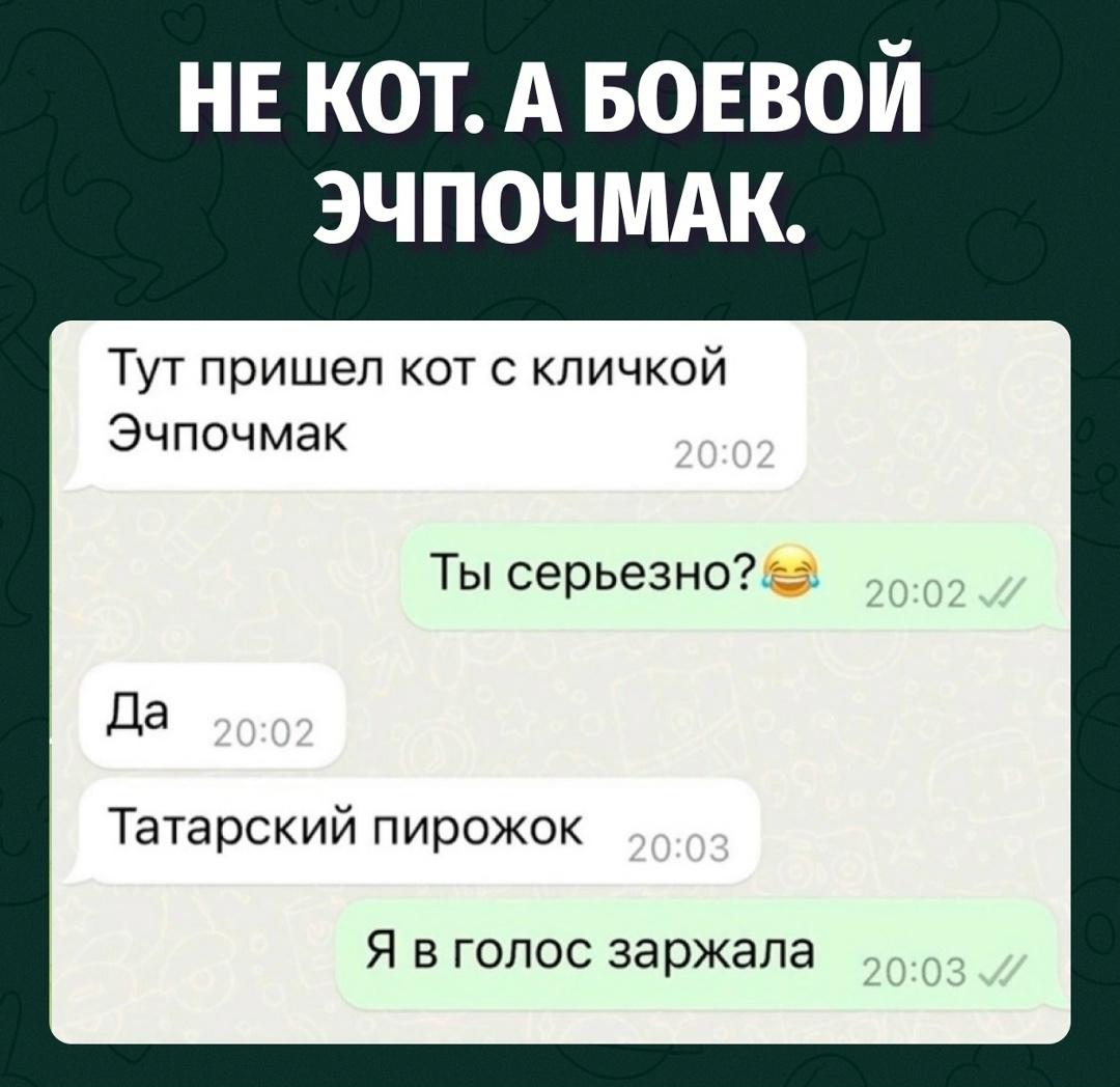 С таким именем кот обязан устраивать битву за еду