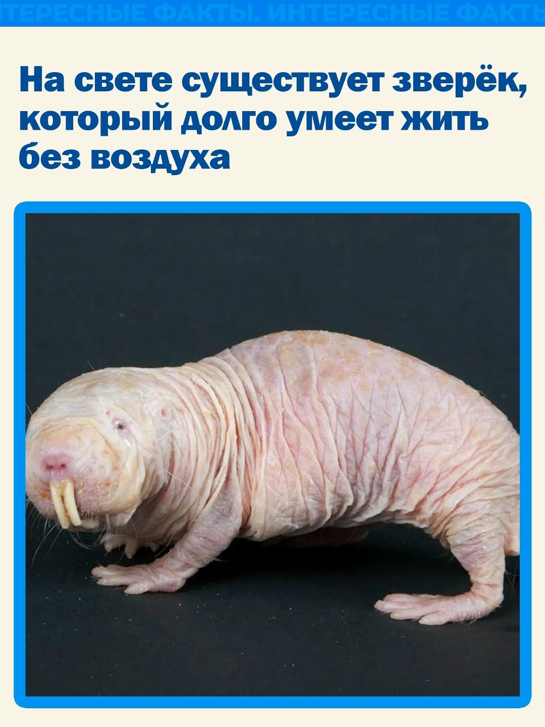 На свете существует зверёк, который долго умеет жить без воздуха