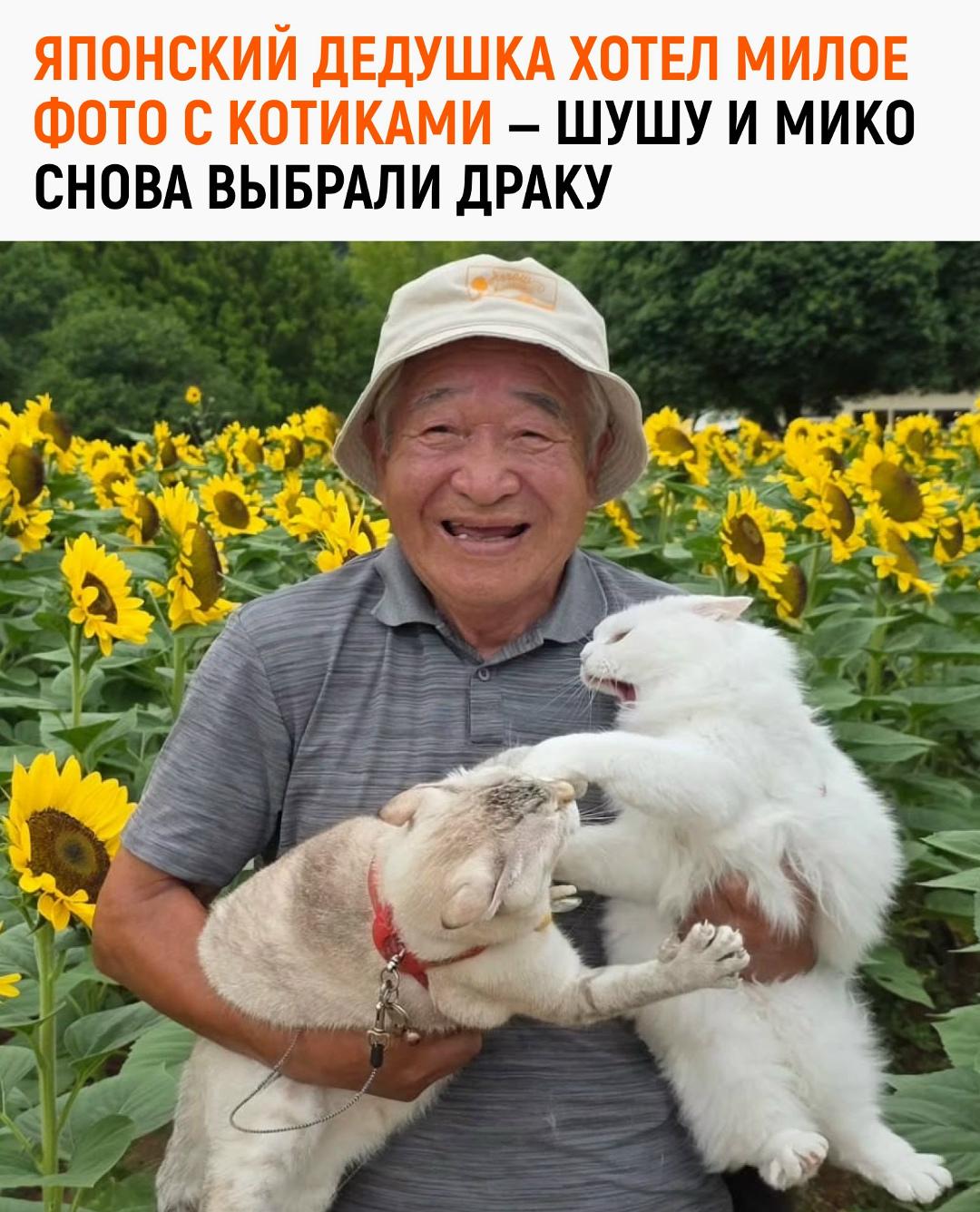Японский дедушка обожает фотографироваться со своими кошками Шушу и Мико. Казалось бы, идеальный рецепт для максимально милых семейных кадров.