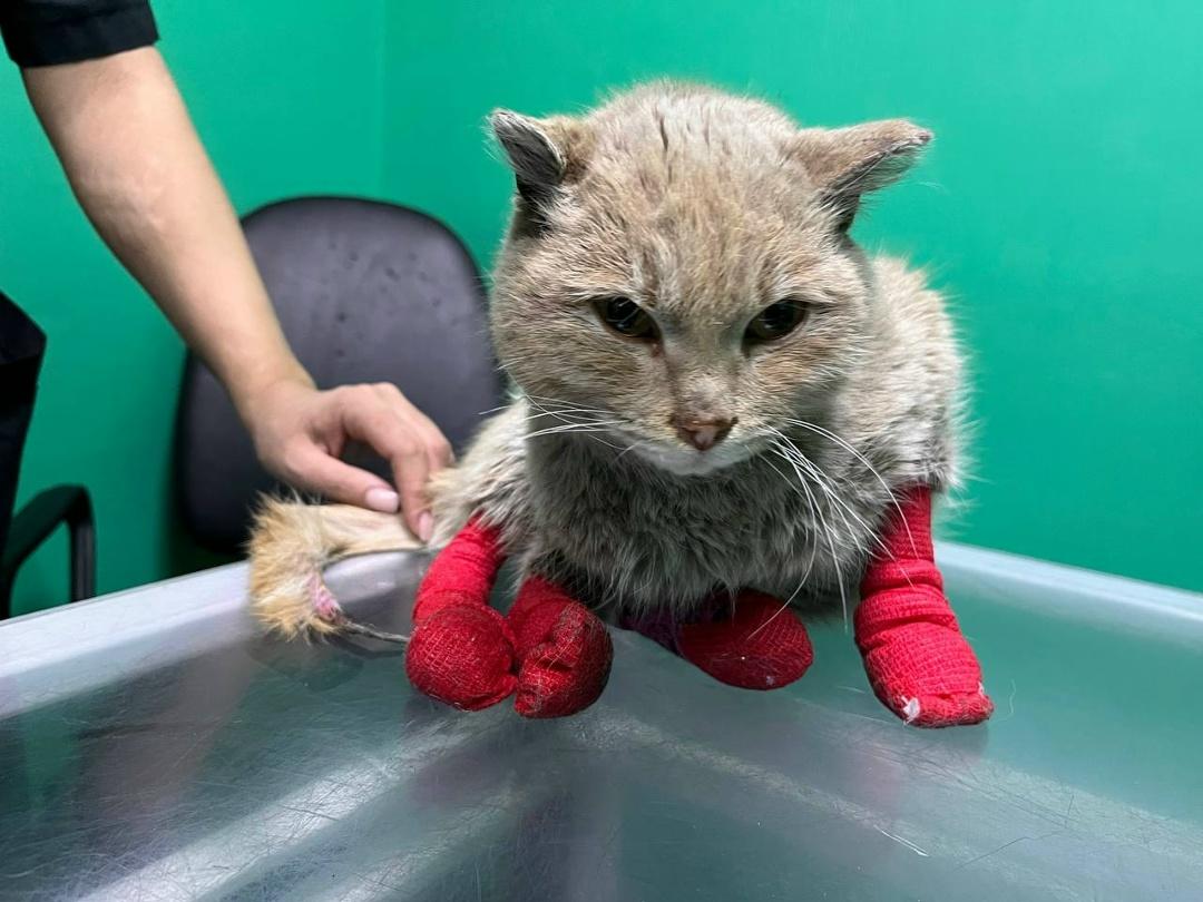 Кот в сапогах может лишиться лап... Одну лапку уже ампутировали. Каждый день лечения решает судьбу.