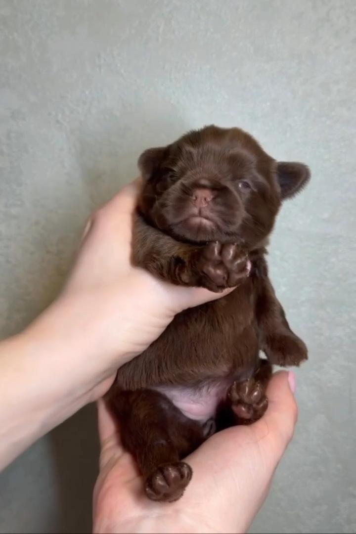 Фраме вместе с Тамером и Кирой снова расширили семью, взяв ещё одну собаку.