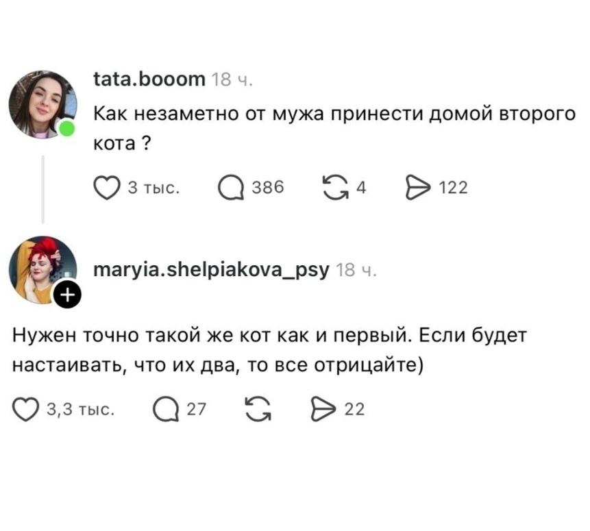 Пользовательница задала в соцсетях необычный вопрос — как незаметно принести домой второго кота, чтобы муж ничего не заметил