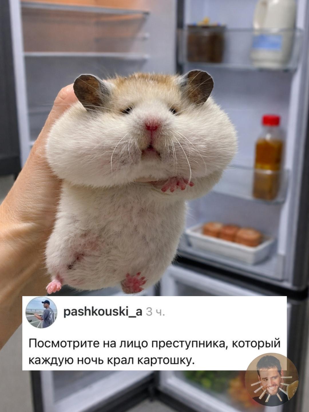 Ночной вор был пойман с поличным. Но судя по щёкам, это была не кража, а тщательно спланированная спецоперация по спасению картошки.