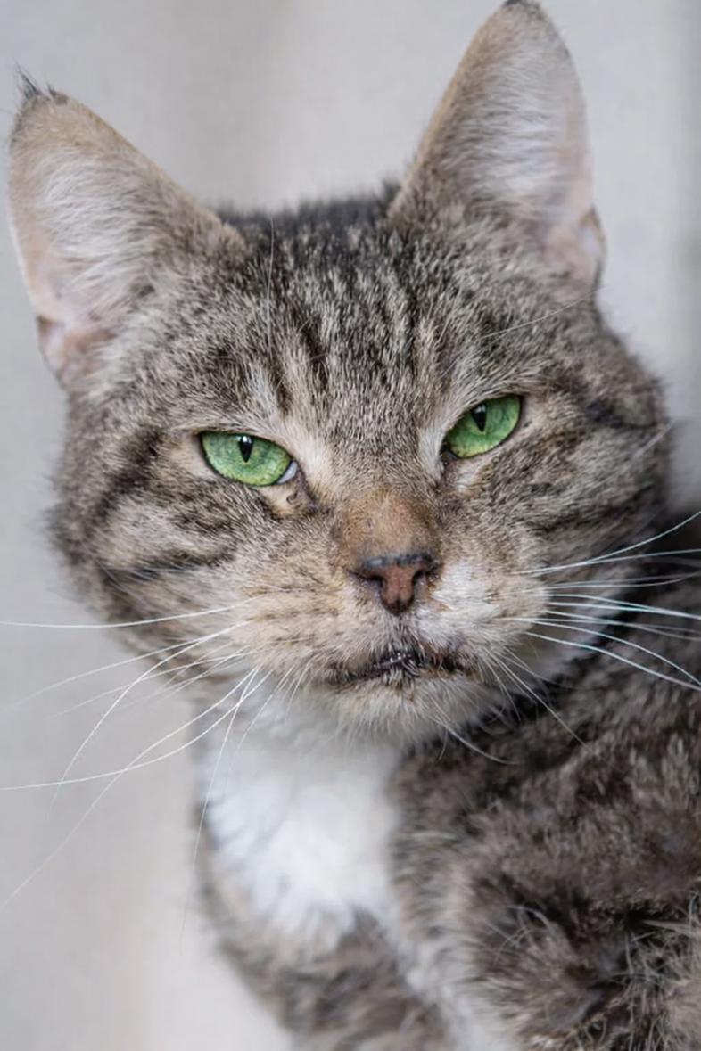 Лейкоз разрушает кошечку изнутри, страшная инфекция может стоить ей жизни!