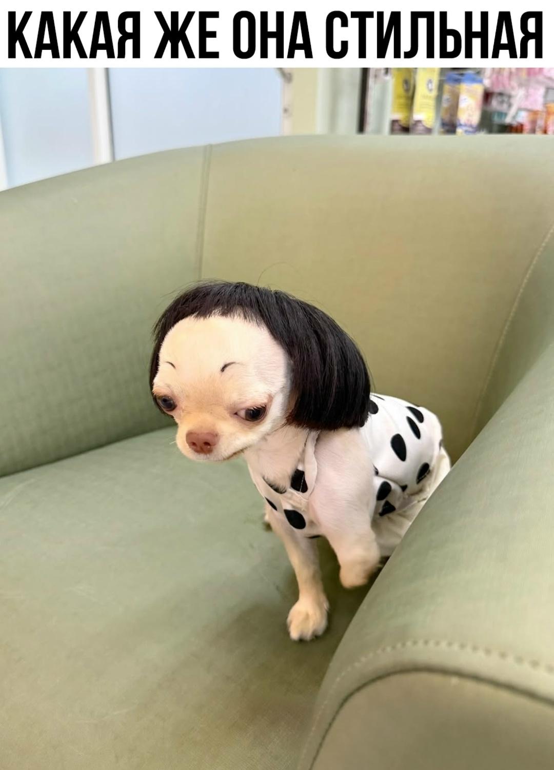 Собака инстасамки