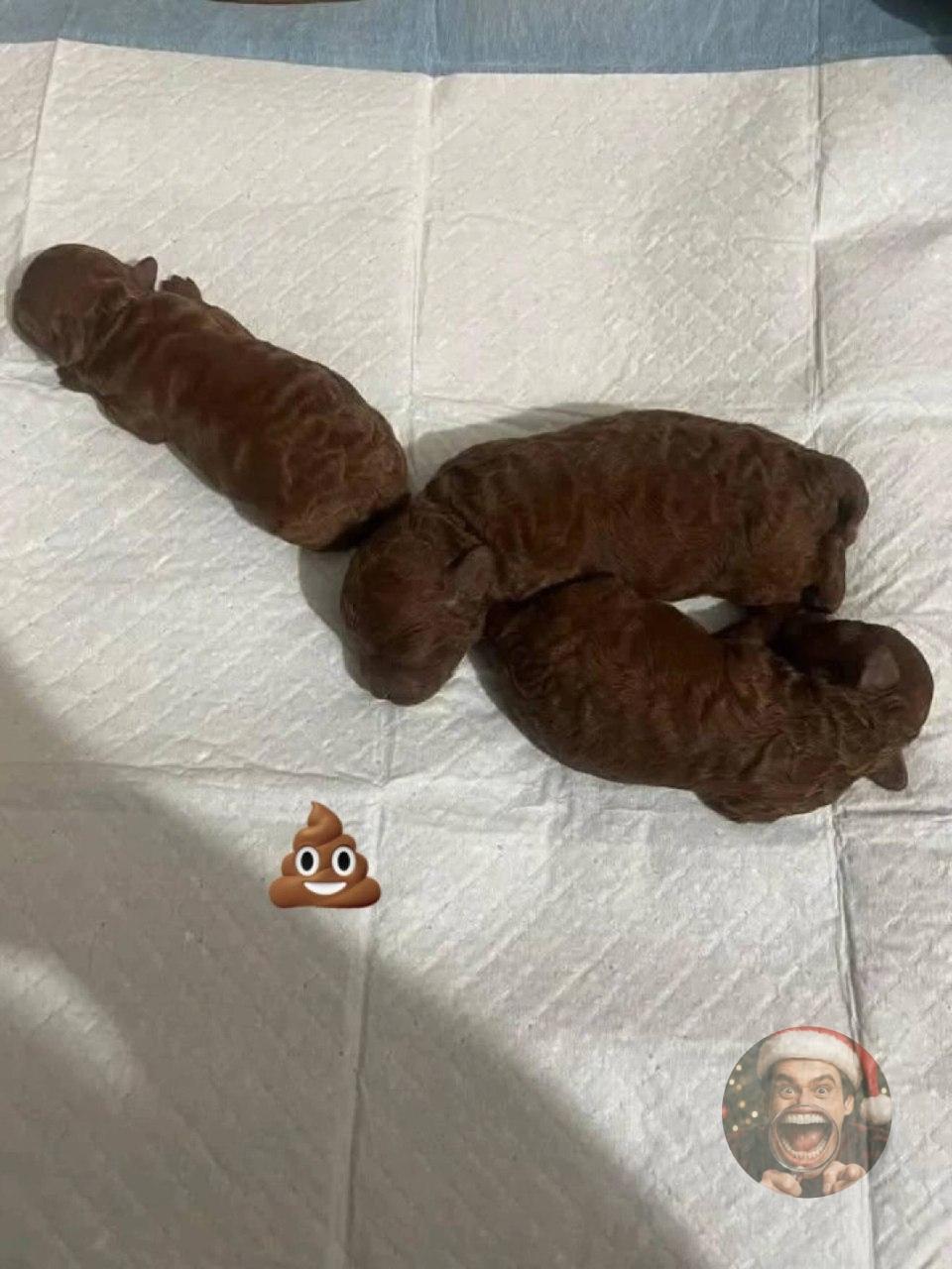 Сначала подумал: «Ого, кто это тут разбушевался?» А потом присмотрелся… Это просто какашки с лапками.