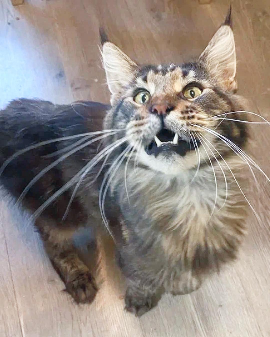 Хозяева просто не захотели лечить Мэни. Помогите закрыть расходы на лекарства и анализы!