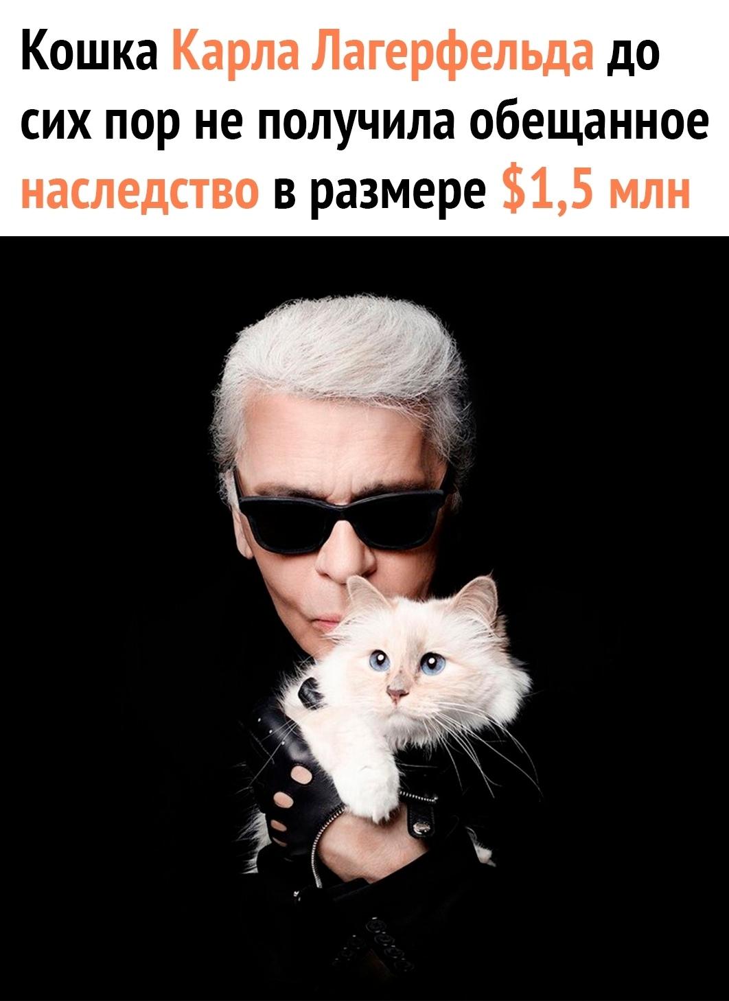 Любимая кошка дизайнера по кличке Шупетт по завещанию должна была получить 1,5 млн долларов.