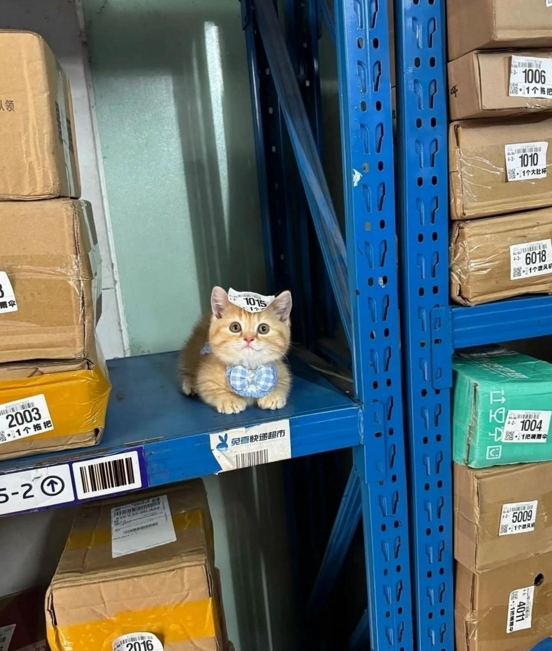 Смотрите, кого я заказала на маркетплейсе!