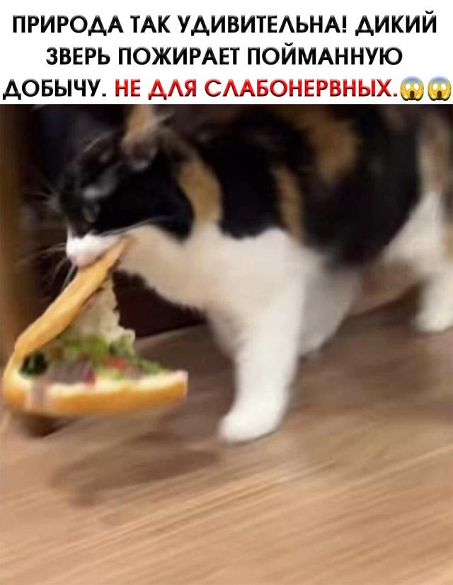 Настоящий хищник момента не упустит