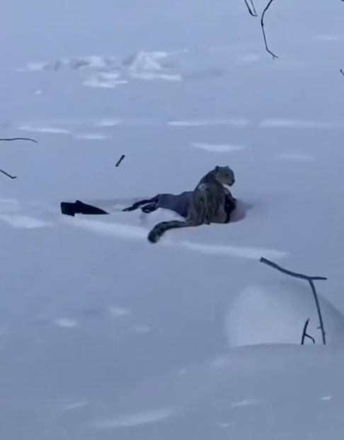 Во время катания на лыжах девушка увидела снежного барса. Полагая, что можно сделать фото с редким и красивым животным, она приблизилась слишком близко.