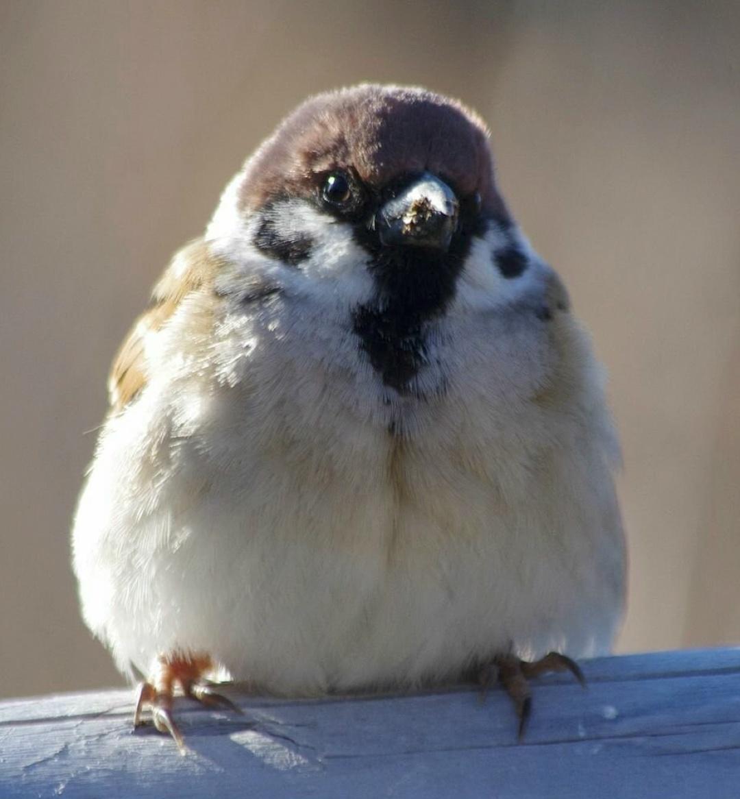 Воробьи в России массово жиреют из-за фастфуда — учёные РАН.