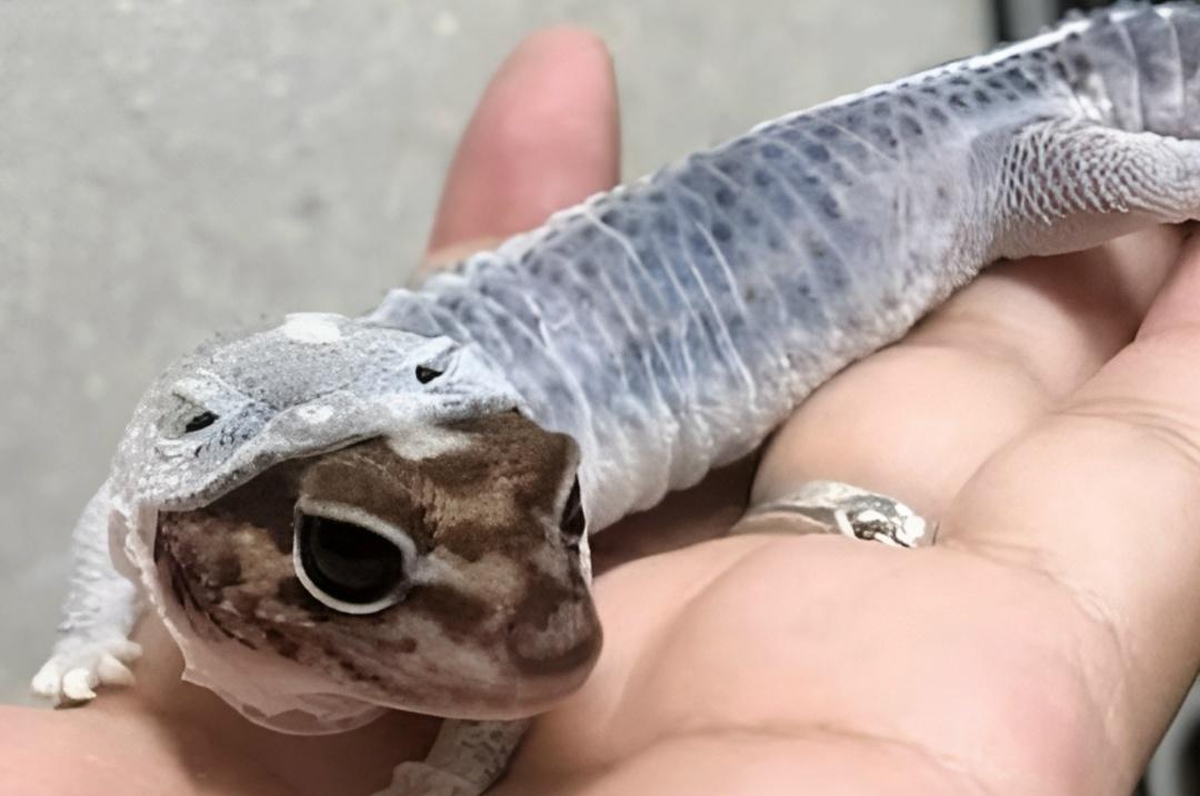 Леопардовый геккон сбрасывает свою шкуру. А выглядит так, как будто у него симпатичная толстовка с капюшоном.