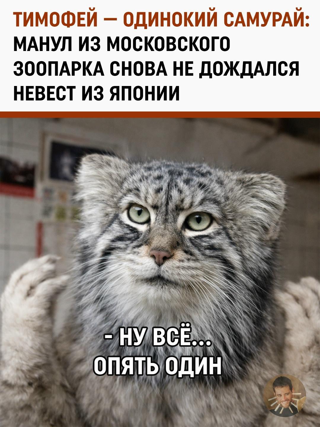 Японский облом: почему международные отношения манула Тимофея зашли в тупик