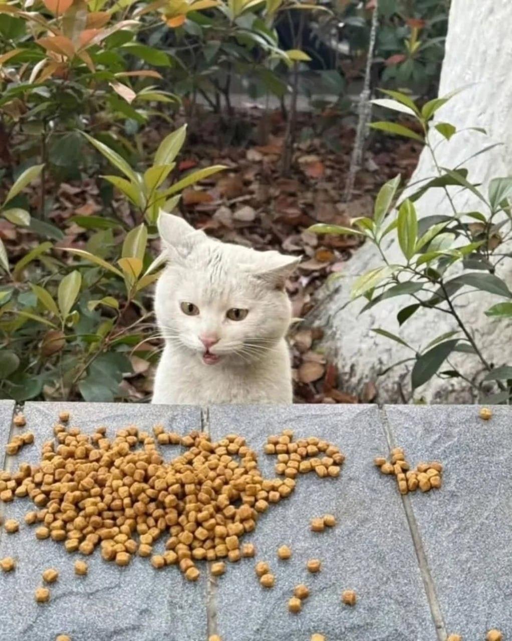 Женщина рассказала о коте с улицы, который обитает неподалёку от её жилья. Она постоянно приносит ему пищу, однако кот каждый раз ведёт себя, словно это для него сюрприз.