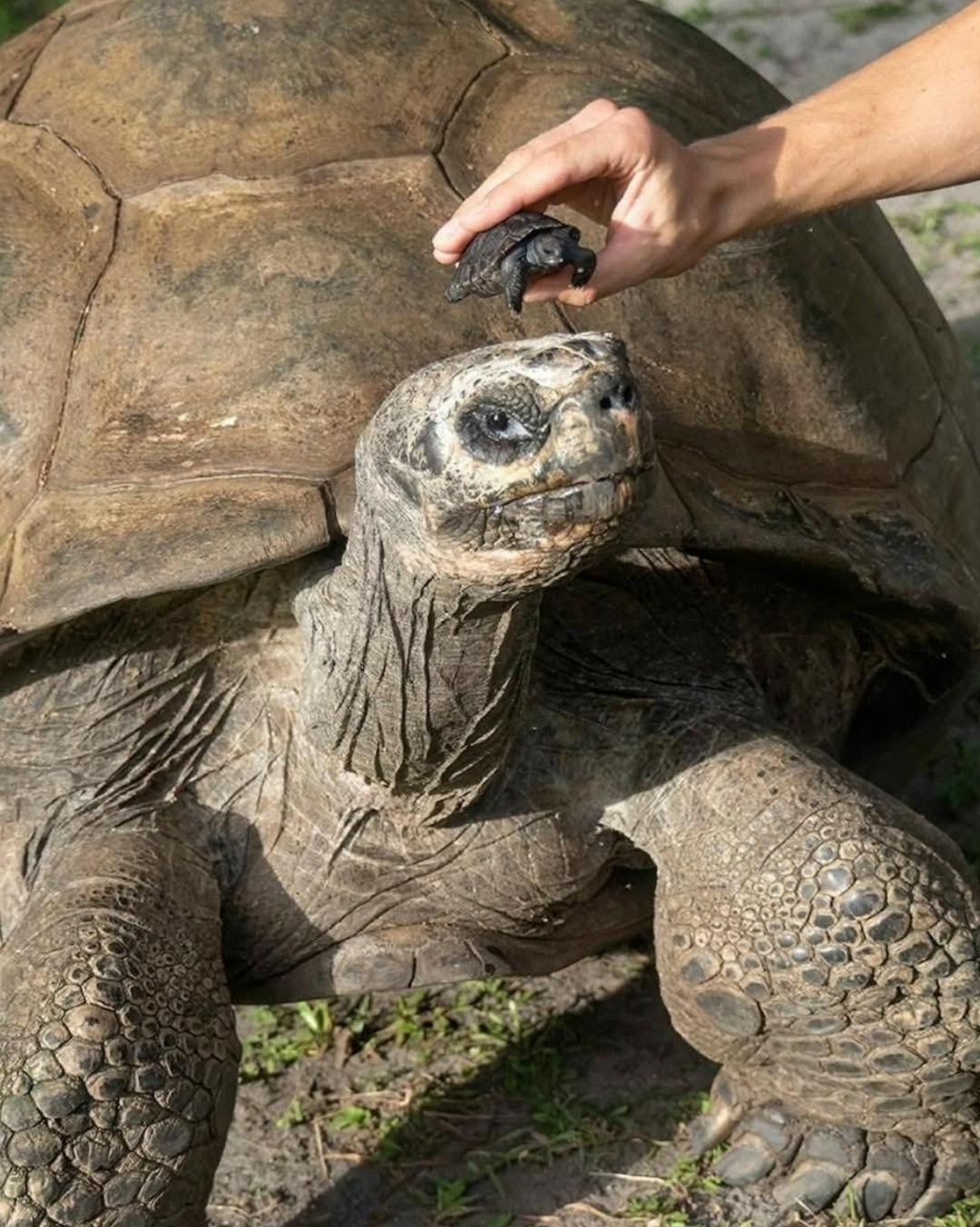 На фото — 135-летняя галапагосская черепаха по имени Голиаф из зоопарка Майами и его детеныш, отцом он стал буквально на днях впервые в жизни