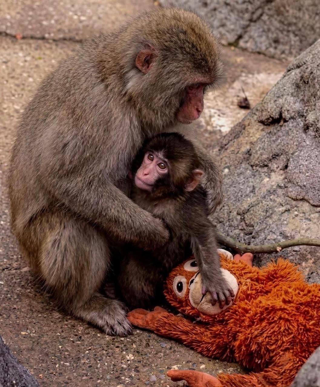 Маленькая обезьянка Панчи наконец-то была принята в группу.