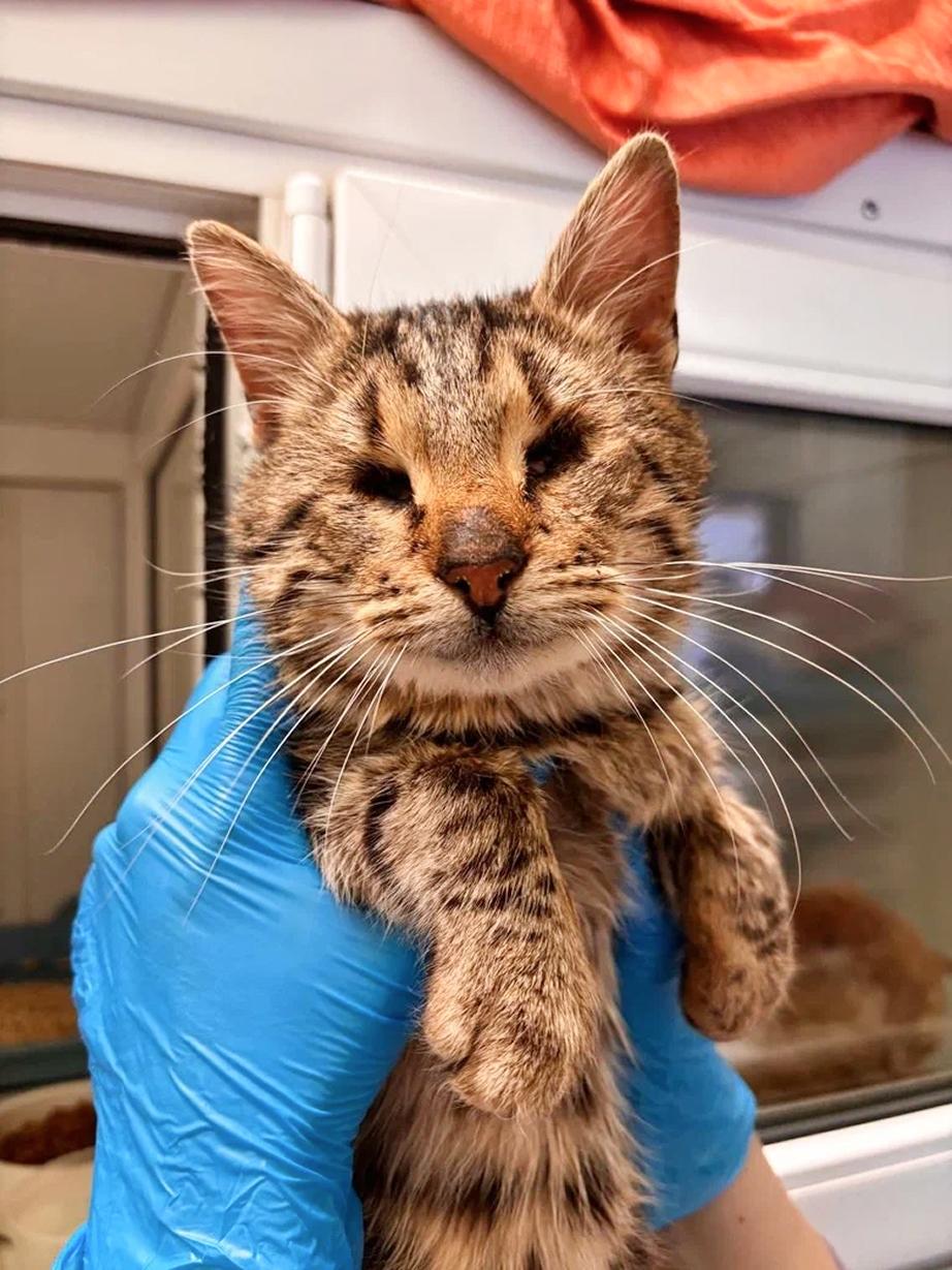 Улица лишила котёнка глазок