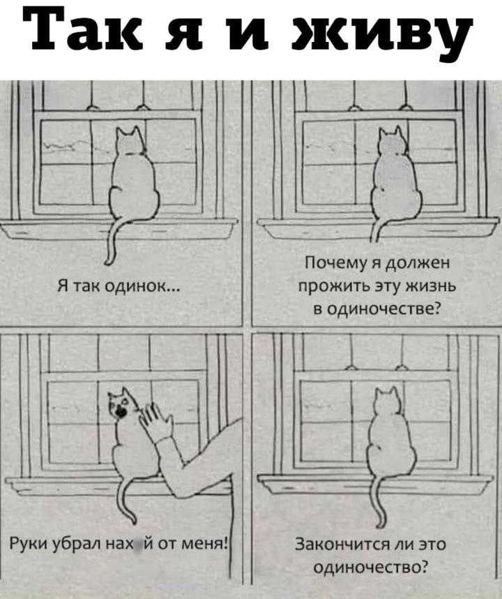 Коты странные существа порой