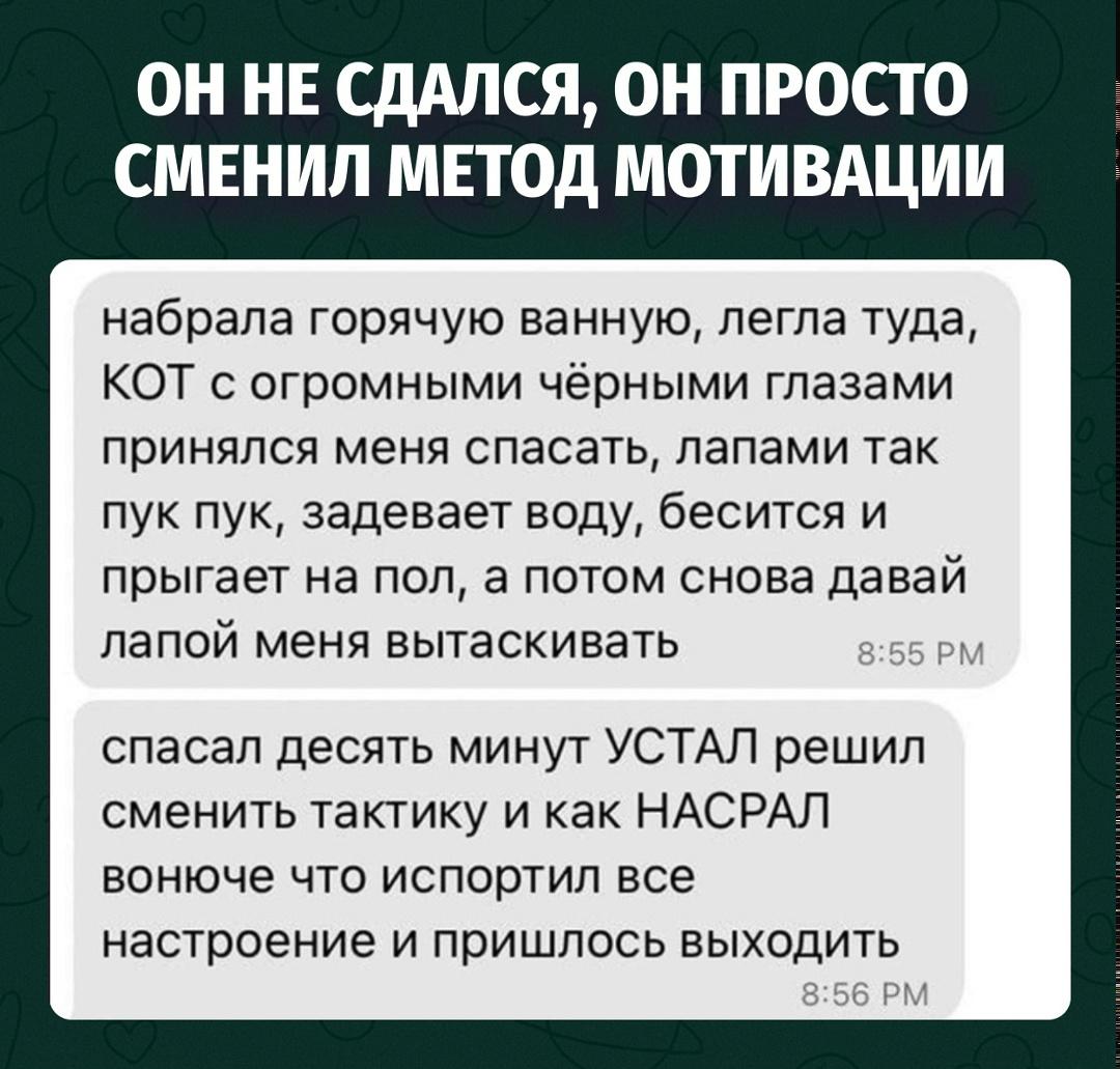 Кот решил: раз из воды не выходит, будем выкуривать