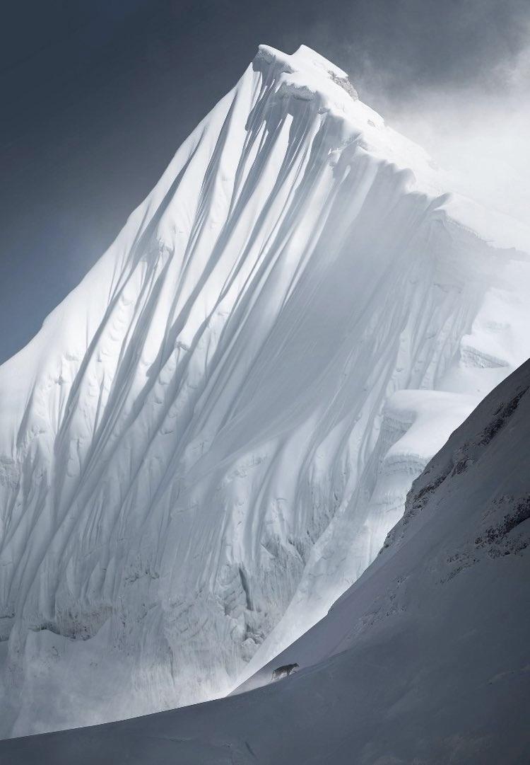 На высоте свыше 5 тысяч метров, в окрестностях Эвереста, фотографу Киттии Павловски посчастливилось заснять редчайшего хищника — снежного барса.